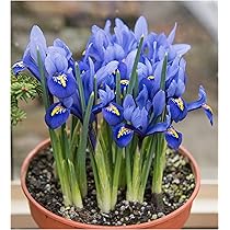 Blue Narcissus Flower Seeds for Planting – Heirloom, Non-GMO, Compact Growth, High Germination