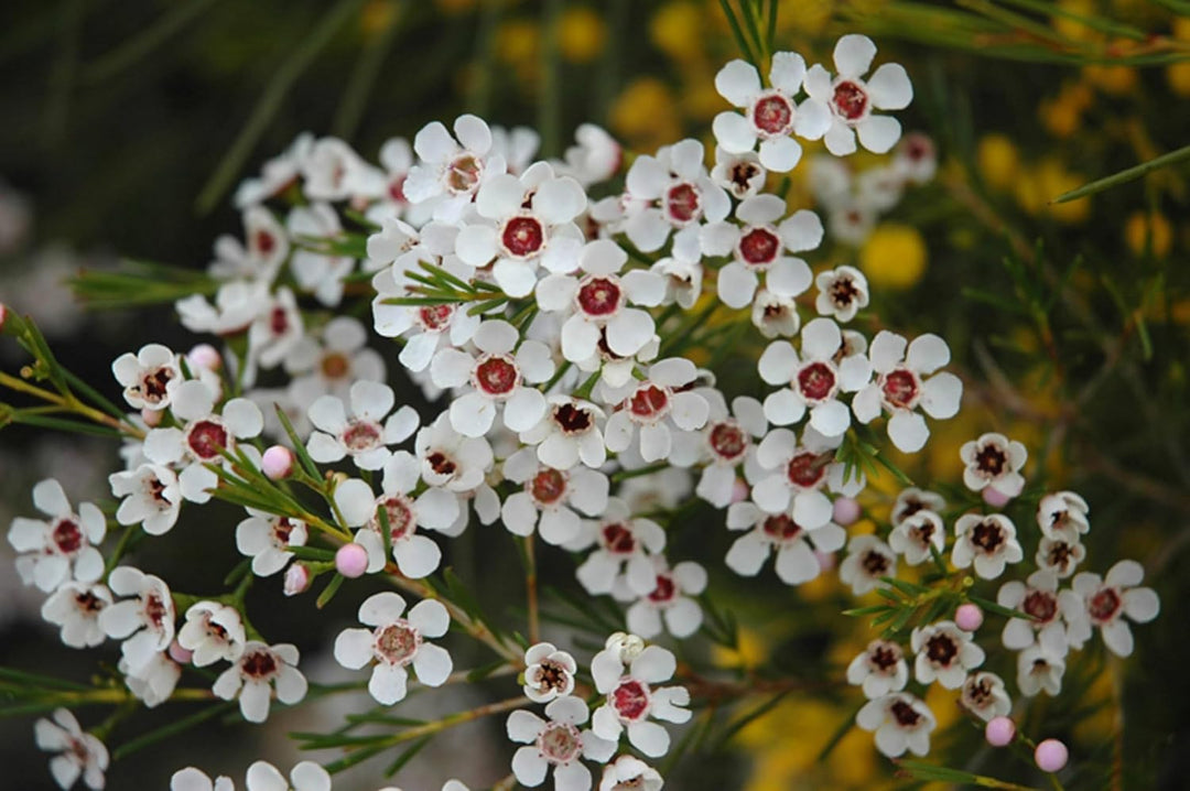 Flower Seeds, Seeds,Seeds For Planting,Plant Seeds