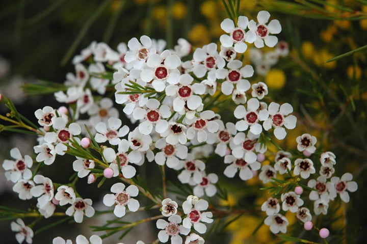 Flower Seeds, Seeds,Seeds For Planting,Plant Seeds