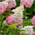 Yellow Pink Hydrangea Flower Seeds for Planting – Heirloom, Non-GMO, High Germination Organic Garden Seeds