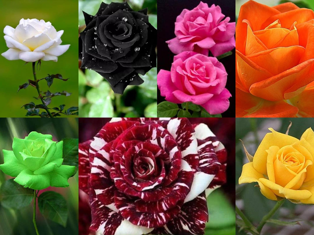 Rose Flower Seeds for Planting Mixed Colors – Vibrant Blooms, Heirloom, Non-GMO, High Germination Organic Garden Seeds