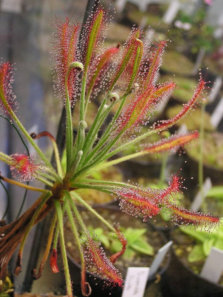 Mixed Drosera Chrysolepis Flower Seeds for Planting – Heirloom, Non-GMO, High Germination Garden Seeds