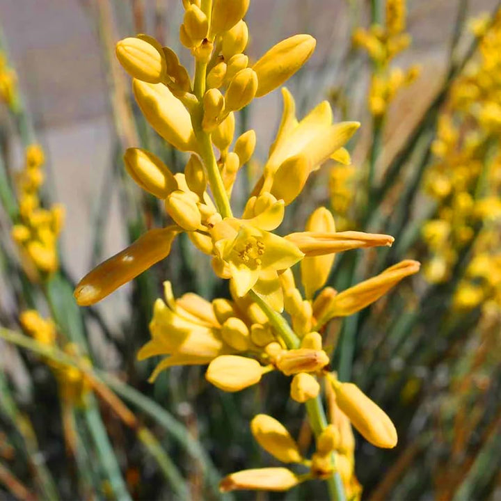 Yellow Yucca seeds for planting - Heirloom & Non-GMO edible flower garden seeds