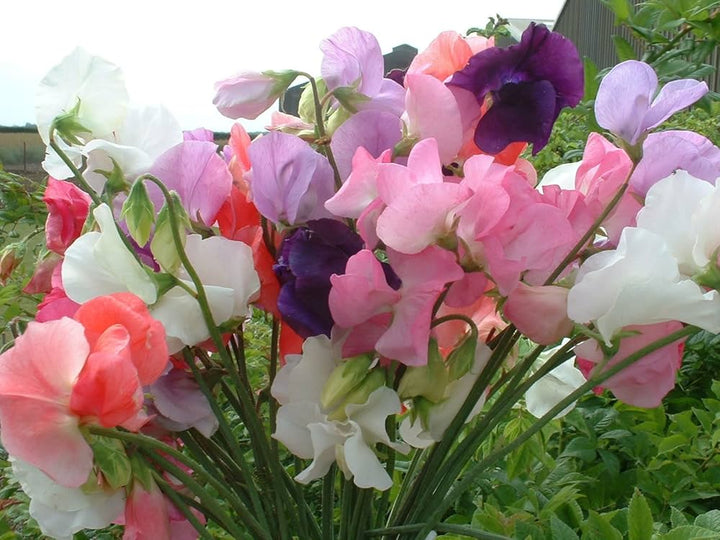 Mixed Sweet Pea Flower Seeds for Planting – Heirloom, Non-GMO, Premium Quality, High Germination