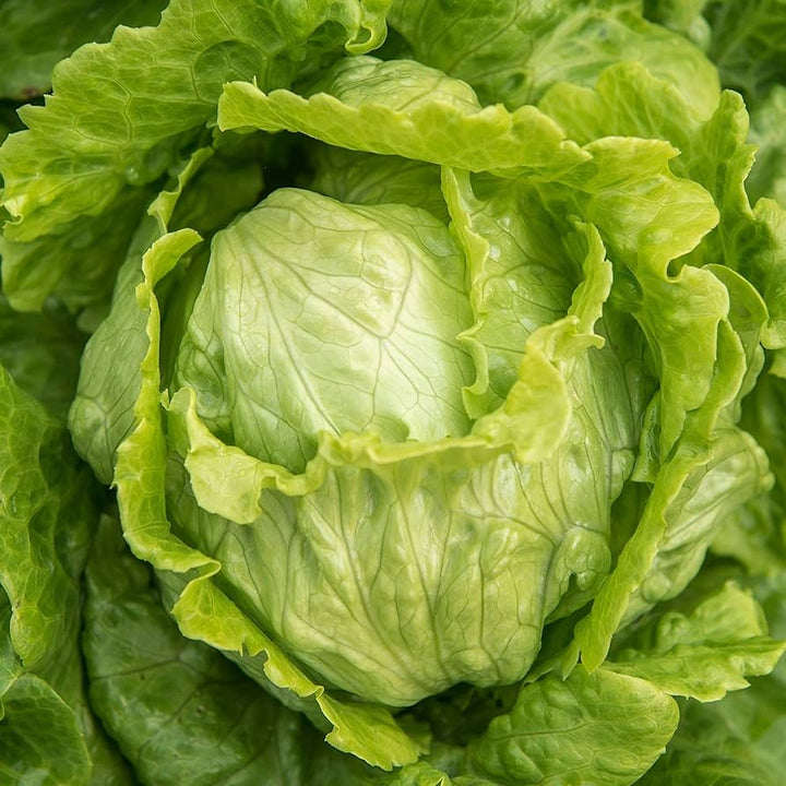 Green Ice Lettuce Seeds for Planting – Heirloom, Non-GMO, Crisp Leafy Vegetable – High Germination
