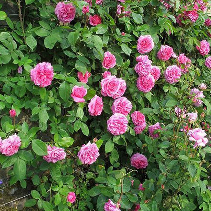 Pink Climbing Perennial Rose Flower Seeds for Planting – Heirloom, Non-GMO, Low Maintenance, High Germination