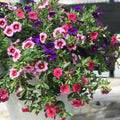 Calibrachoa Flower Seeds – Heirloom, Non-GMO, Vibrant Colors