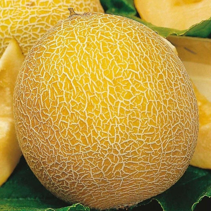 Melon Lesya fruit seeds for planting – Heirloom & Non-GMO garden seeds, flavorful rare melon variety