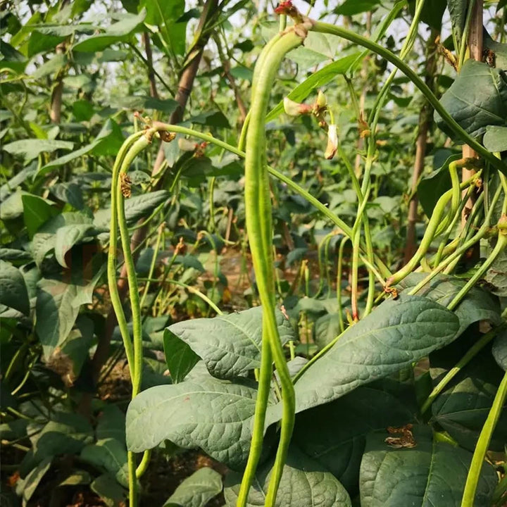 Oriental Yard Long Bean Seeds for Planting – Heirloom, Non-GMO, Nutritious Vegetable