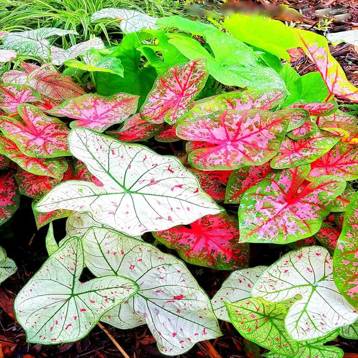 Mixed Colour Caladium Flower seeds for Planting-Garden Favorite, Heirloom & GMO Free Seeds for Home Garden Non-GMO High Germination Organic Garden Seeds
