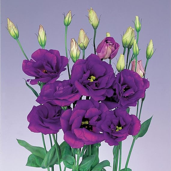 Purple Echo Lisianthus Flower Seeds for Planting – Heirloom, Non-GMO, Long Bloom Season Organic Garden Seeds