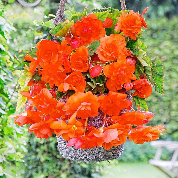 Orange Gloxinia Flower Seeds for Planting | Heirloom Non-GMO High Germination Organic Garden Seeds