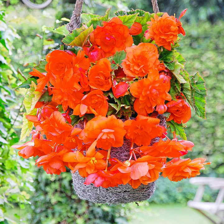 Orange Gloxinia Flower Seeds for Planting – Heirloom, Non-GMO, High Germination Organic Garden Seeds