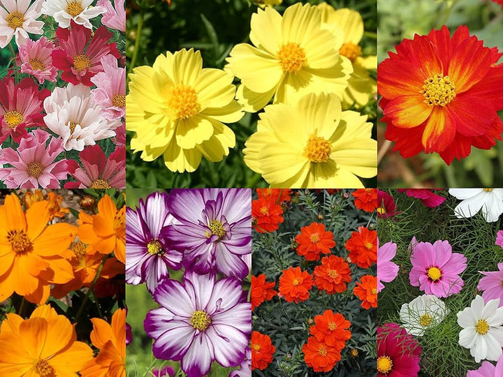 Cosmos Mixed Flower Seeds for Planting – Heirloom, Non-GMO, High Germination Organic Garden Seeds