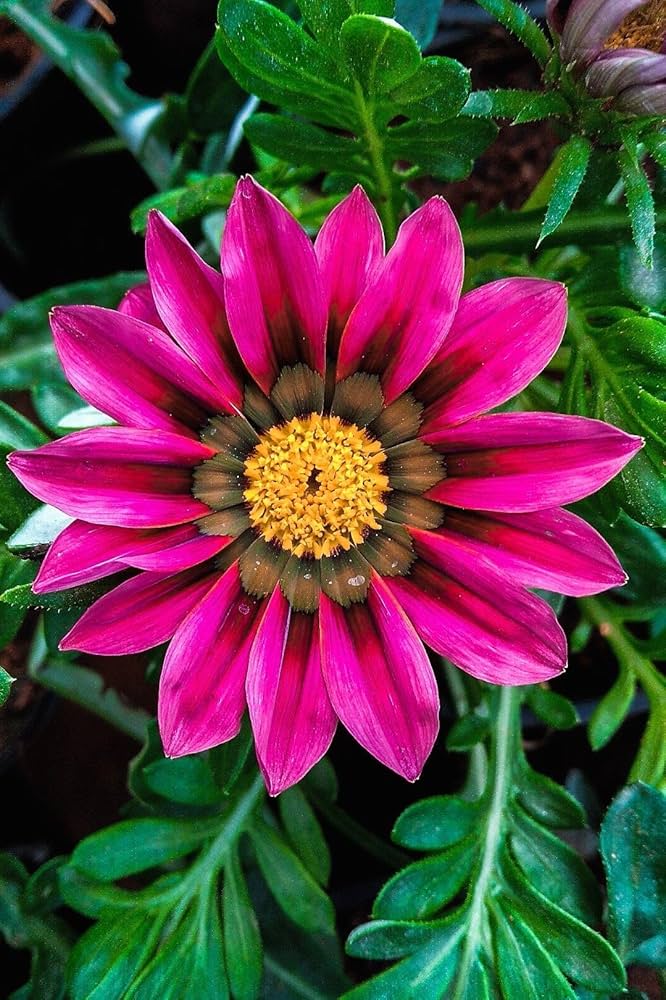 Pink Gazania Rigens Flower Seeds for Planting – Heirloom Non-GMO, High Germination Organic Garden Seeds