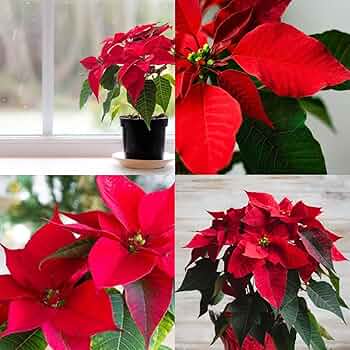 Poinsettia Flower Seeds for Planting – Heirloom, Non-GMO, High Germination Organic Garden Seeds