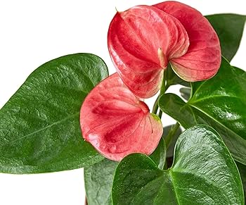 Anthurium Flower Seeds for Planting – Heirloom, Non-GMO, Low-Maintenance High Germination Garden Seeds