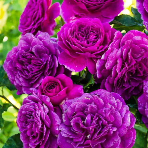 Flower Seeds, Seeds,Seeds For Planting,Plant Seeds