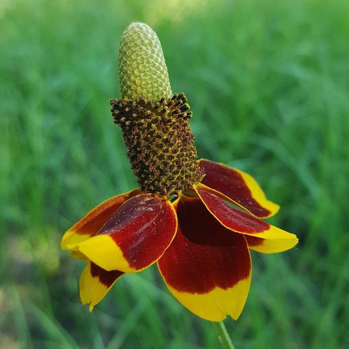 Flower Seeds, Seeds,Seeds For Planting,Plant Seeds