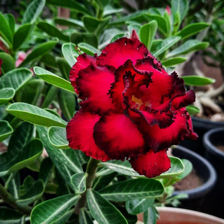 Red Adenium Flower Seeds for Planting – Heirloom, Non-GMO, High Germination Organic Garden Seeds