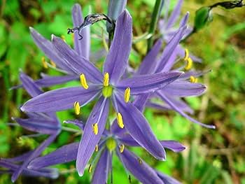 Camassia Flower Seeds for Planting – Cottage Garden Essential, Heirloom, Non-GMO