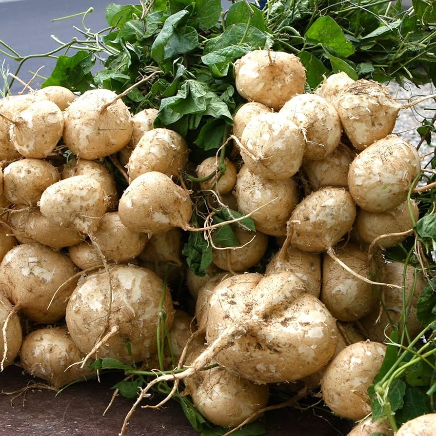 Jicama Vegetable Seeds for Planting – Heirloom & Non-GMO Garden Seeds for Crunchy Salad Roots