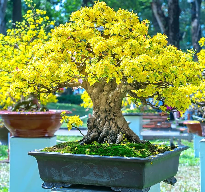 Yellow Simsii Bonsai Flower Seeds for Planting – Pollinator Friendly, Heirloom & Non-GMO Garden Seeds