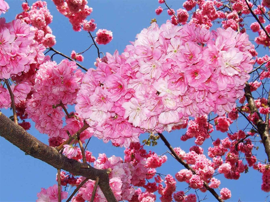 Japanese Cherry flower seeds for planting - Heirloom & Non-GMO Garden seeds