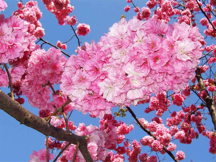 Japanese Cherry flower seeds for planting - Heirloom & Non-GMO Garden seeds