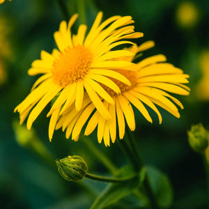 Flower Seeds, Seeds,Seeds For Planting,Plant Seeds