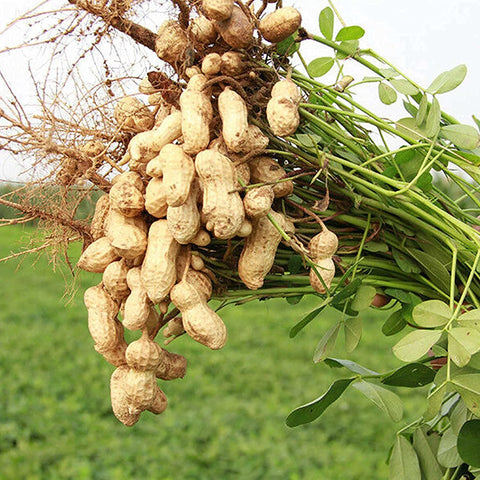 Flower Seeds, Seeds,Seeds For Planting,Plant Seeds