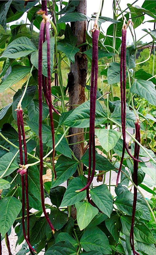 Burgundy Bean Seeds for Planting – Heirloom Non-GMO Vegetable Garden Seeds – Organic, High Germination