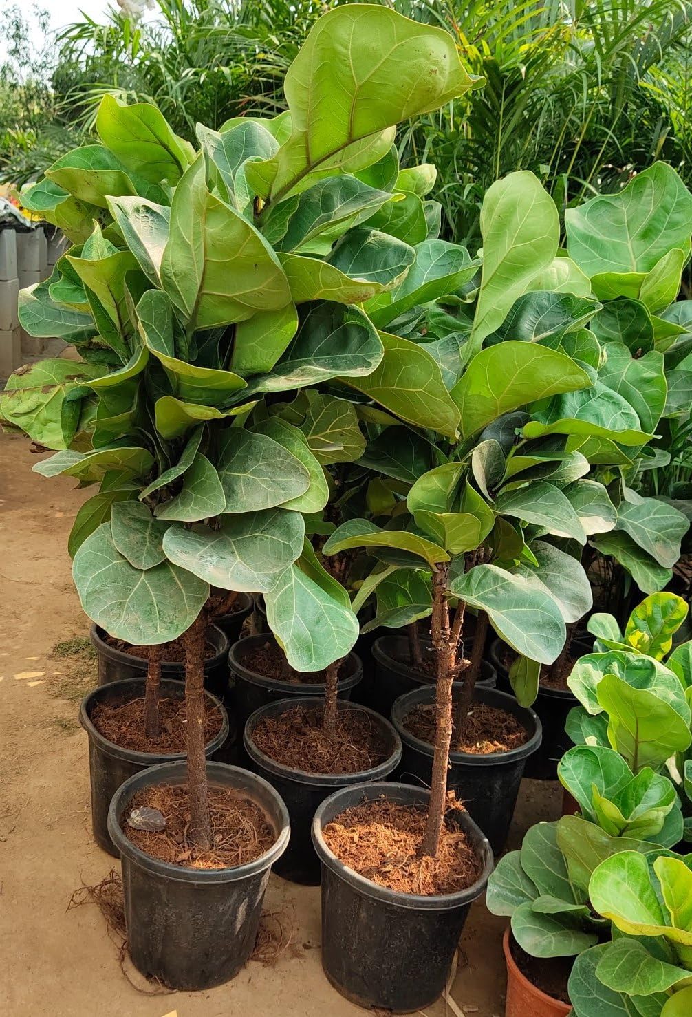 Green Ficus Lyrata Tree Seeds for Planting – Heirloom, Non-GMO, High Germination Organic Garden Seeds