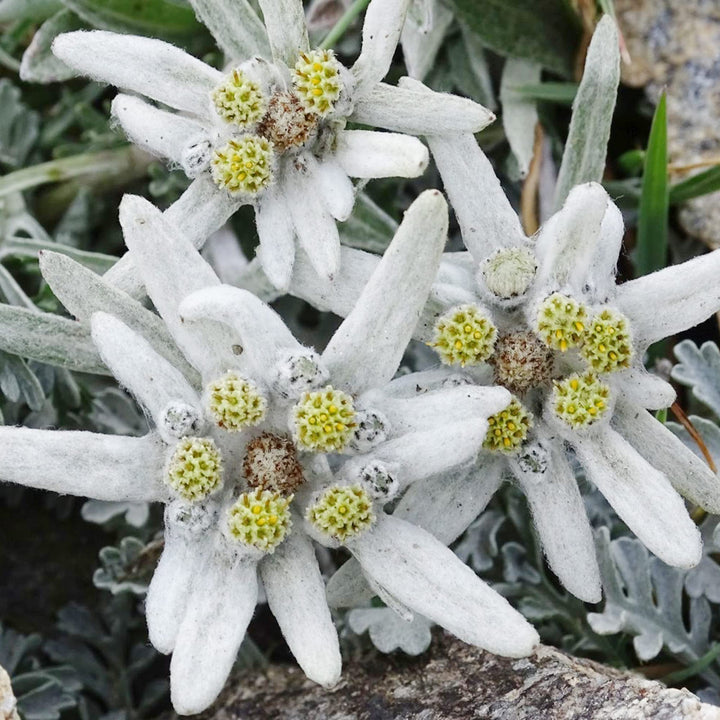 White Edelweiss Ground Flower Seeds for Planting – Heirloom, Non-GMO, High Germination Organic Garden Seeds (100pcs)