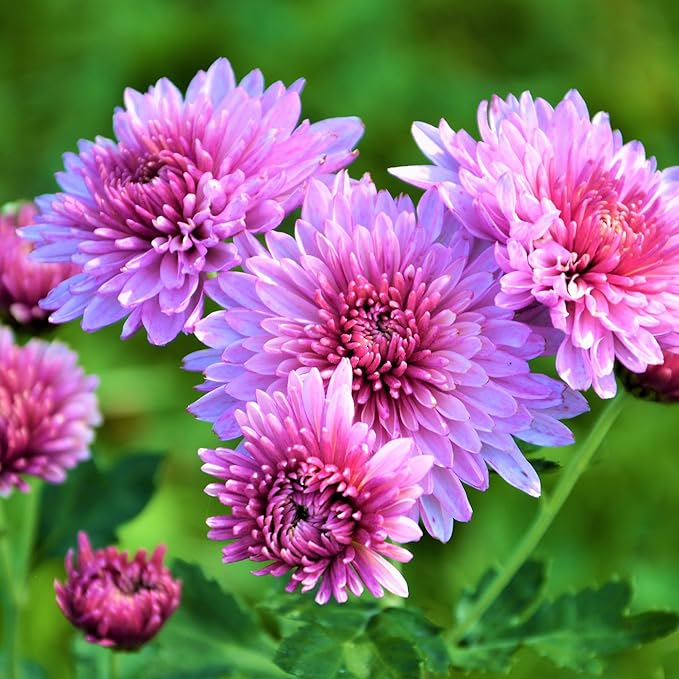 Flower Seeds, Seeds,Seeds For Planting,Plant Seeds