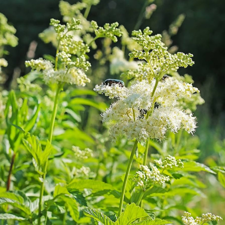 Green Filipendula Flower Seeds for Planting – Heirloom, Non-GMO, Fragrant Blossoms Organic Garden Seeds