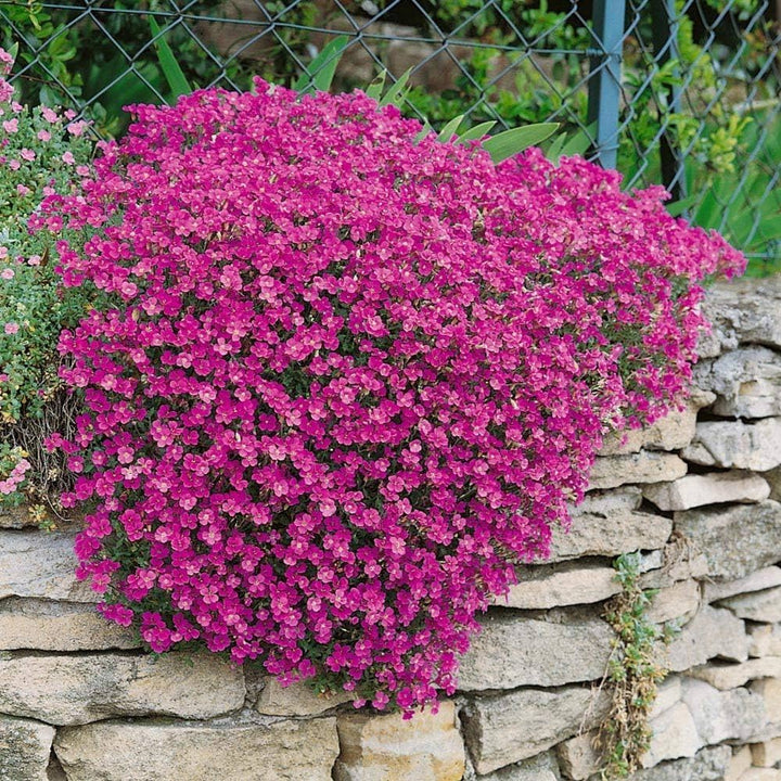 Dark Pink Rock Cress Flower Seeds for Planting – Easy to Grow, Heirloom, Non-GMO, High Germination Organic Garden Seeds