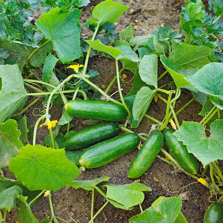 Cucumber Vegetable Seeds for Planting – Heirloom & Non-GMO Garden Seeds for Crisp Salad Harvests