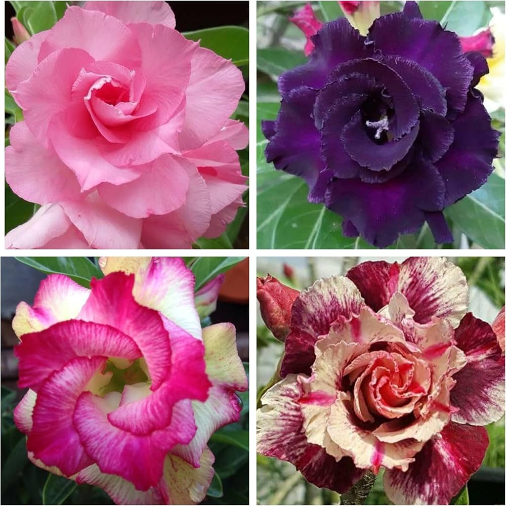 Mixed Adenium Rose Flower Seeds for Planting – Heirloom, Non-GMO, High Germination Organic Garden Seeds