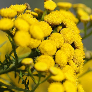 Flower Seeds, Seeds,Seeds For Planting,Plant Seeds