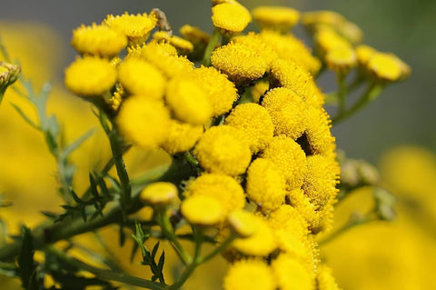 Flower Seeds, Seeds,Seeds For Planting,Plant Seeds
