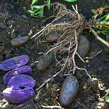 Kartoffel Vegetable Seeds for Planting – Heirloom & Non-GMO Seeds for Starchy Tubers and Bountiful Harvests