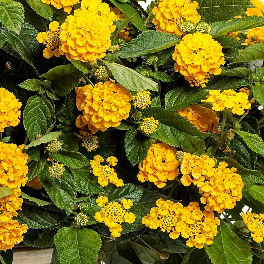 Light Yellow Lantana Flower Seeds for Planting – Garden Favorite, Heirloom, Non-GMO Seeds for Home Garden