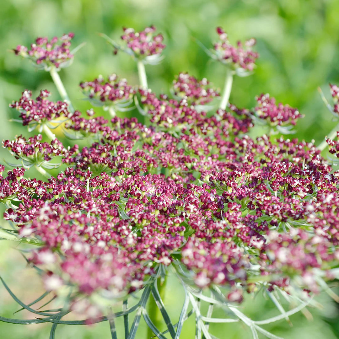 Flower Seeds, Seeds,Seeds For Planting,Plant Seeds