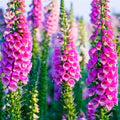 Pink Lady's Glove Flower Seeds for Planting – Heirloom, Non-GMO, High Germination Organic Garden Seeds