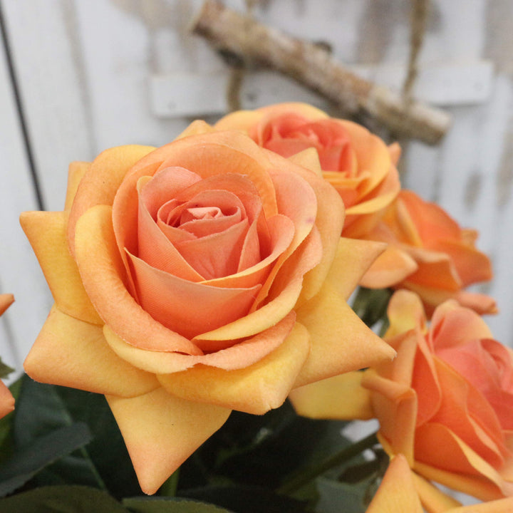 Light Orange Rose Tree Flower Seeds for Planting – Heirloom Non-GMO High Germination Organic Garden Seeds