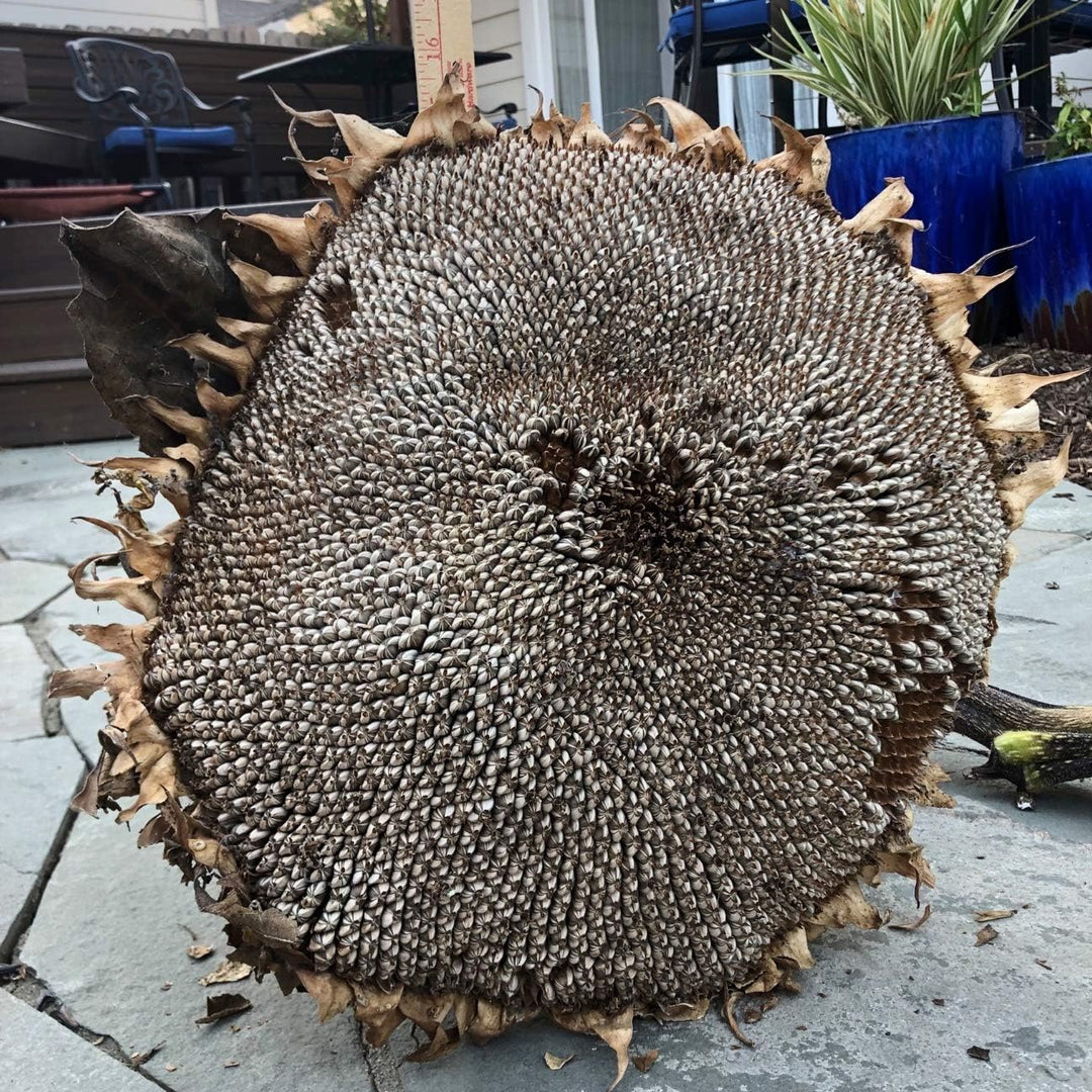 Flower Seeds, Seeds,Seeds For Planting,Plant Seeds