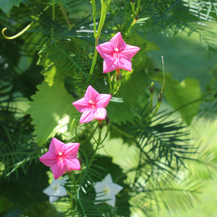 Flower Seeds, Seeds,Seeds For Planting,Plant Seeds