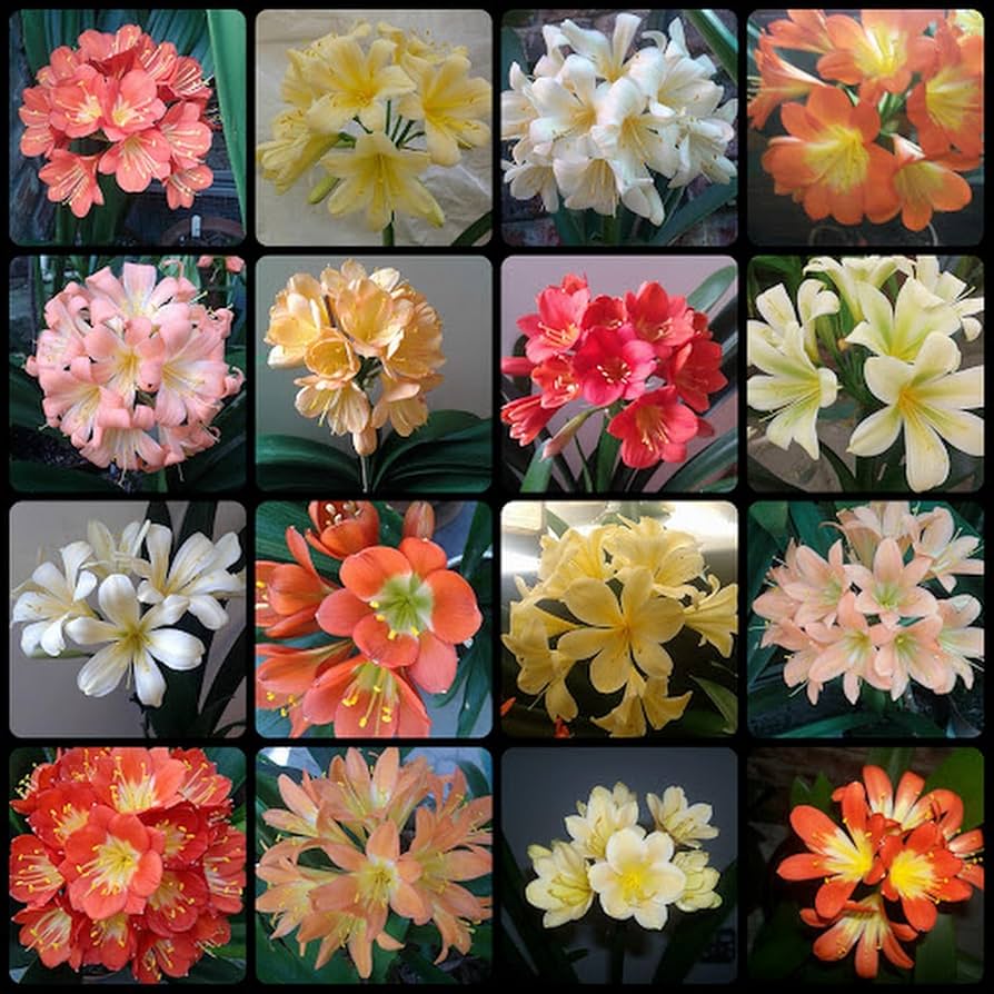 Mixed Clivia Flower Seeds – Shade Tolerant Heirloom Non-GMO Seeds for Garden Planting