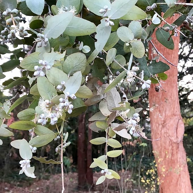 White Perennial Eucalyptus Silver Dollar  Flower seeds for Planting - Garden Favorite, Heirloom & GMO Free Seeds for Home Garden, 100 pcs